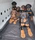 Doberman Pinscher Puppies for sale in San Antonio, TX, USA. price: NA