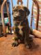 Doberman Pinscher Puppies for sale in Gadsden, AL, USA. price: NA