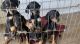 Doberman Pinscher Puppies for sale in Daytona Beach, FL, USA. price: NA