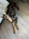 Doberman Pinscher Puppies for sale in Kannapolis, NC, USA. price: NA