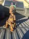 Doberman Pinscher Puppies for sale in Hollister, CA 95023, USA. price: NA