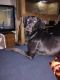 Doberman Pinscher Puppies for sale in Silver Lake, WI 53170, USA. price: NA