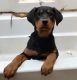 Doberman Pinscher Puppies for sale in Belton, SC 29627, USA. price: NA