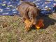 Doberman Pinscher Puppies for sale in Aiken, SC, USA. price: $750