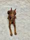 Doberman Pinscher Puppies for sale in Miami, FL, USA. price: $2,200