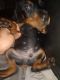 Doberman Pinscher Puppies for sale in Sacramento, CA, USA. price: $3,000
