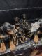 Doberman Pinscher Puppies for sale in Sacramento, CA, USA. price: $2,000