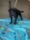 Doberman Pinscher Puppies for sale in Mesquite, TX, USA. price: $500
