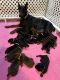 Doberman Pinscher Puppies for sale in Webster, MN 55088, USA. price: $2,000