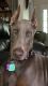 Doberman Pinscher Puppies for sale in Hendersonville, NC, USA. price: $1,000