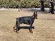 Doberman Pinscher Puppies for sale in Independence, IA 50644, USA. price: NA