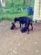 Doberman Pinscher Puppies for sale in 171 New Sweden Rd, New Sweden, ME 04762, USA. price: NA