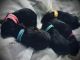 Doberman Pinscher Puppies for sale in Waterloo, IA, USA. price: NA