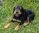 Doberman Pinscher Puppies for sale in Havelock, NC 28532, USA. price: $1,200