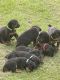 Doberman Pinscher Puppies for sale in Iowa City, IA, USA. price: $1,795