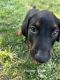 Doberman Pinscher Puppies for sale in Dover, OH, USA. price: $300