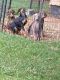Doberman Pinscher Puppies for sale in Biltmore Lake, NC 28715, USA. price: $1,250