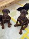 Doberman Pinscher Puppies for sale in Miami, FL, USA. price: $3,500