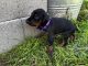 Doberman Pinscher Puppies for sale in Beaver, OR 97112, USA. price: $2,000