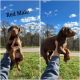 Doberman Pinscher Puppies for sale in Roseville, OH 43777, USA. price: $800