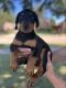 Doberman Pinscher Puppies for sale in Paterson, New Jersey. price: $500