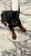 Doberman Pinscher Puppies for sale in Agoura, California. price: $3,000