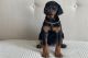 Doberman Pinscher Puppies for sale in Jacksonville, Florida. price: $400