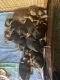 Doberman Pinscher Puppies for sale in Canton, Ohio. price: $750