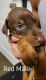 Doberman Pinscher Puppies for sale in Springfield, Massachusetts. price: $1,900