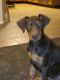 Doberman Pinscher Puppies for sale in Humble, Texas. price: NA