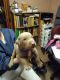 Doberman Pinscher Puppies for sale in New Lebanon, Ohio. price: $700
