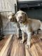 Doberman Pinscher Puppies for sale in Pomeroy, Ohio. price: $1,500