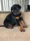 Doberman Pinscher Puppies for sale in Bakersfield, California. price: $600