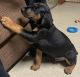 Doberman Pinscher Puppies for sale in Canton, Ohio. price: NA