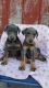 Doberman Pinscher Puppies for sale in Gainesville, FL, USA. price: NA