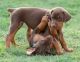 Doberman Pinscher Puppies for sale in Des Moines, IA, USA. price: $400