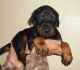 Doberman Pinscher Puppies for sale in Salt Lake City, UT, USA. price: NA