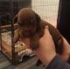 Doberman Pinscher Puppies for sale in New York, IA 50238, USA. price: NA
