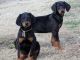 Doberman Pinscher Puppies for sale in Providence, RI, USA. price: NA