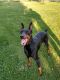 Doberman Pinscher Puppies for sale in Deerbrook, WI 54424, USA. price: NA