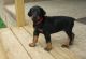 Doberman Pinscher Puppies for sale in Manitowoc, WI 54220, USA. price: NA