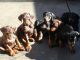 Doberman Pinscher Puppies for sale in Miami Gardens, FL 33056, USA. price: $250