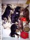 Doberman Pinscher Puppies for sale in Florida City, FL, USA. price: $350