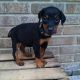 Doberman Pinscher Puppies for sale in Kenduskeag, ME 04450, USA. price: NA