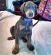 Doberman Pinscher Puppies for sale in Pawtucket, RI, USA. price: $650