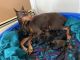 Doberman Pinscher Puppies for sale in Providence, RI, USA. price: $800