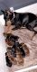 Doberman Pinscher Puppies for sale in Sparta, MI 49345, USA. price: $1,000