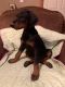 Doberman pinscher puppy 3 months old AKC