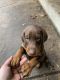 Doberman Pinscher Puppies for sale in New Brighton, MN 55112, USA. price: $500