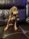 Doberman Pinscher Puppies for sale in Finlayson, MN 55735, USA. price: $850